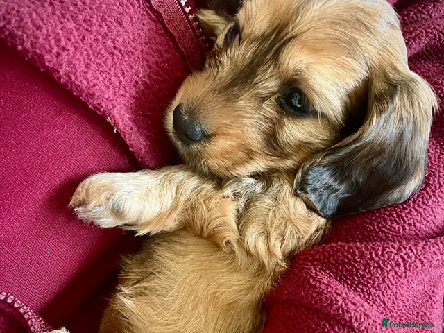 Miniature Dachshund dogs for sale: Gorgeous miniature Dachshund puppies-family raised - Advert 2