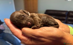 Cockapoo dogs for sale: Adorable F2b Cockapoo Puppies – Ready to Reserve  - Image 6