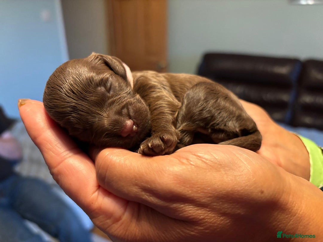 Cockapoo dogs for sale: Adorable F2b Cockapoo Puppies – Ready to Reserve  - Image 6