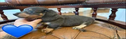 Miniature Dachshund dogs for sale: Beautiful LH & SH Dapples Miniature Dachshund Pups - Advert 14