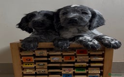 Cocker Spaniel dogs for sale:  2 Beautiful working cocker spaniel pups for sale. - Image 3