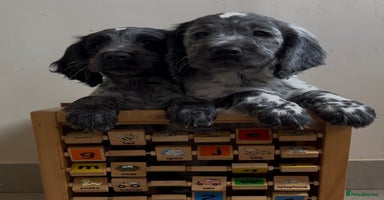 Cocker Spaniel dogs - Advert 11