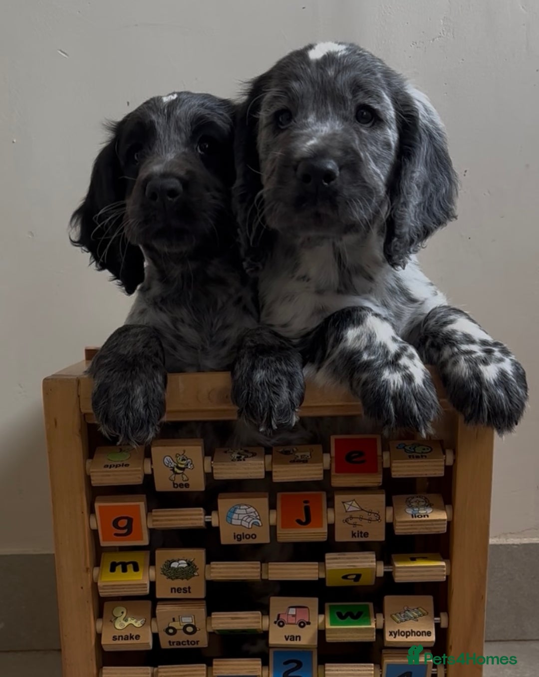 Cocker Spaniel dogs for sale:  2 Beautiful working cocker spaniel pups for sale. - Image 3