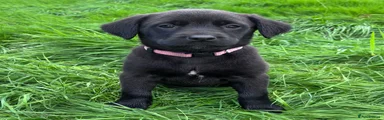 Mixed Breed 8