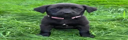 Mixed Breed dogs for sale: HUNTADOR PUPPIES READY FOR THEIR NEW HOMES!  - Advert 16