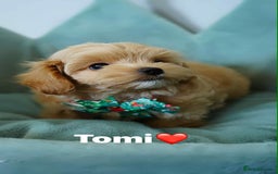 Maltipoo dogs for sale: Tiny F1 Asian Maltipoo puppies. Ready now! - Image 3
