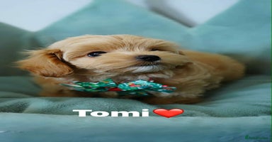Maltipoo dogs - Advert 11