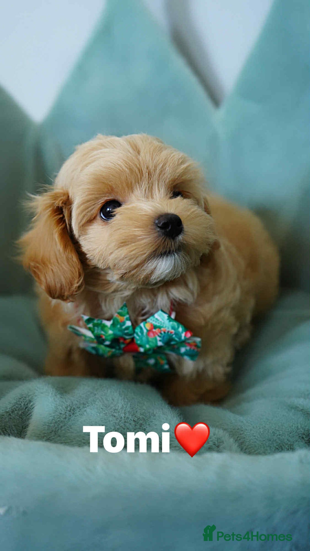 Maltipoo dogs for sale: Tiny F1 Asian Maltipoo puppies. Ready now! - Image 3