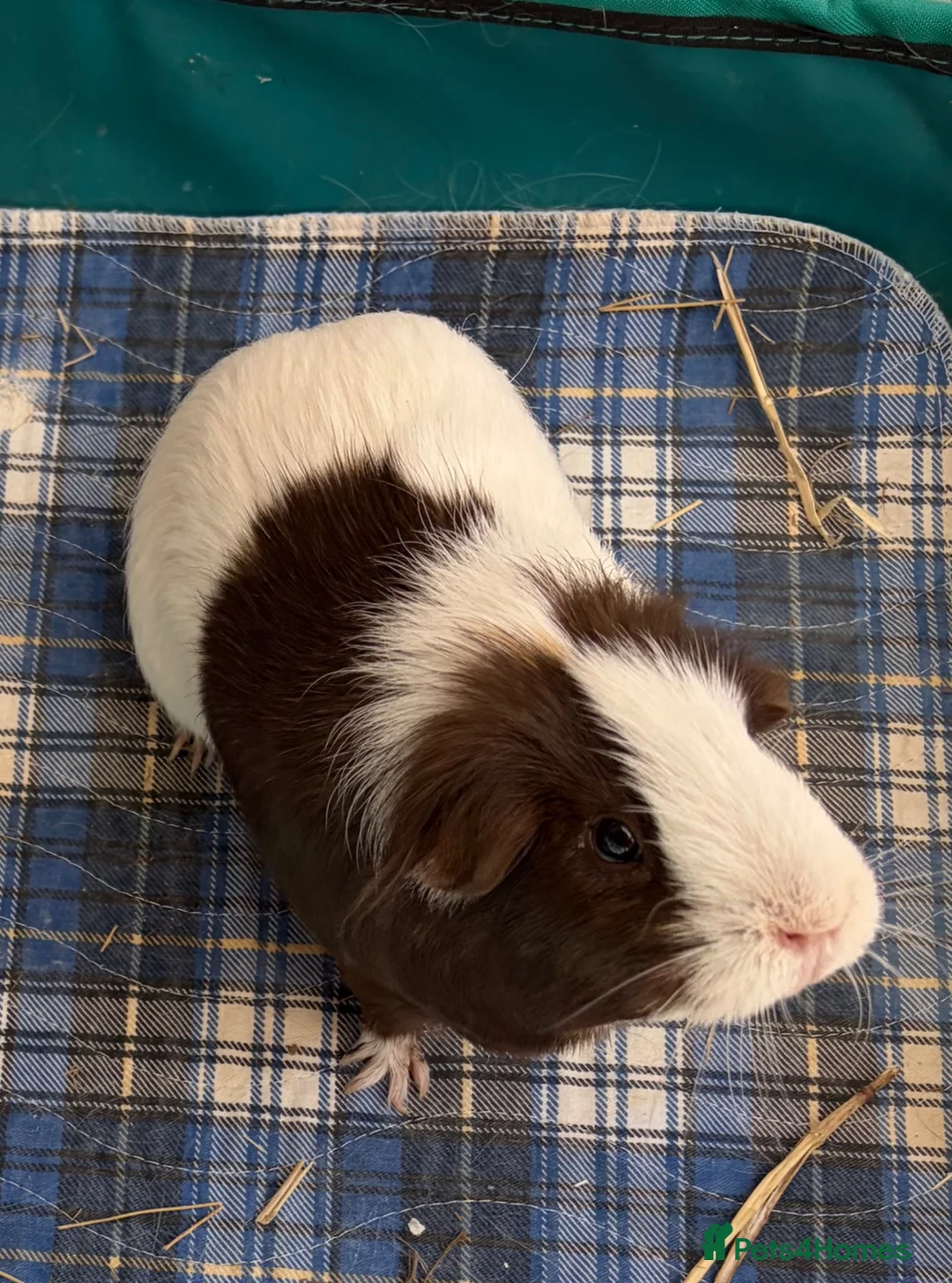 Guinea Pig rodents for sale: Single female pig - 18 months old  in Abingdon - Advert 2
