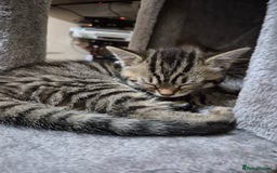 British Shorthair cats for sale: FOUND NEW HOMES - CUTE BROWN TABBY KITTEN  - Image 9