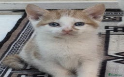 Mixed Breed cats for sale: 6 beautiful kittens (3 male, 3 females) for sale - Image 23