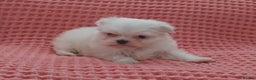 Maltese dogs for sale: Maltese puppies  - Advert 11