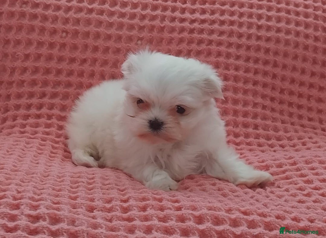 Maltese dogs for sale: Maltese puppies  - Image 4