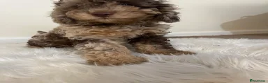 Cavapoo 1