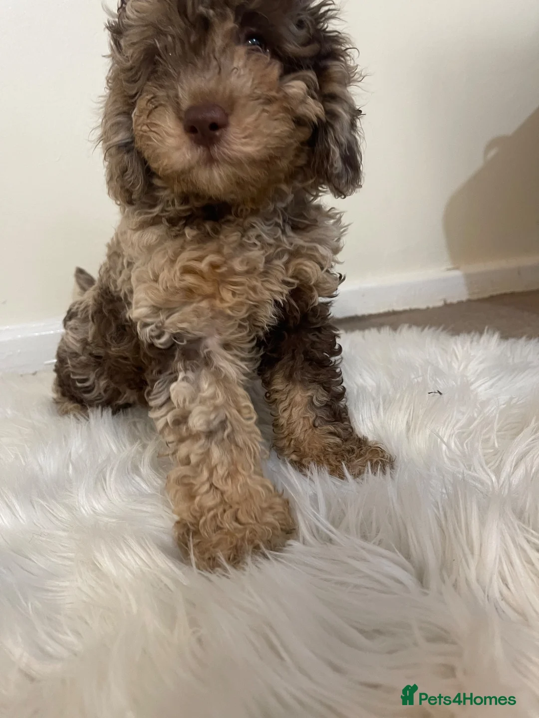 Cavapoo dogs for sale: Cavapoo puppies - Advert 4