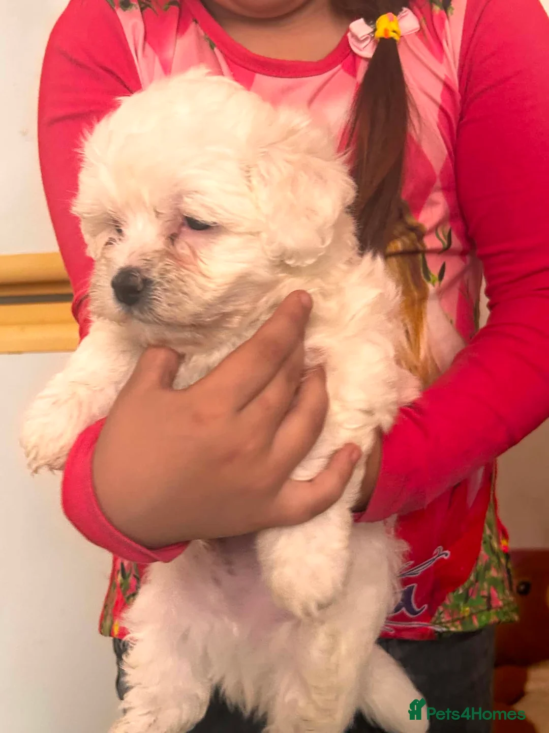 Maltese dogs for sale: Maltese puppies in Wellingborough - Advert 14