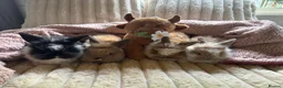 Lionhead rabbits for sale: Baby lionhead cross flop rabbits  - Advert 3