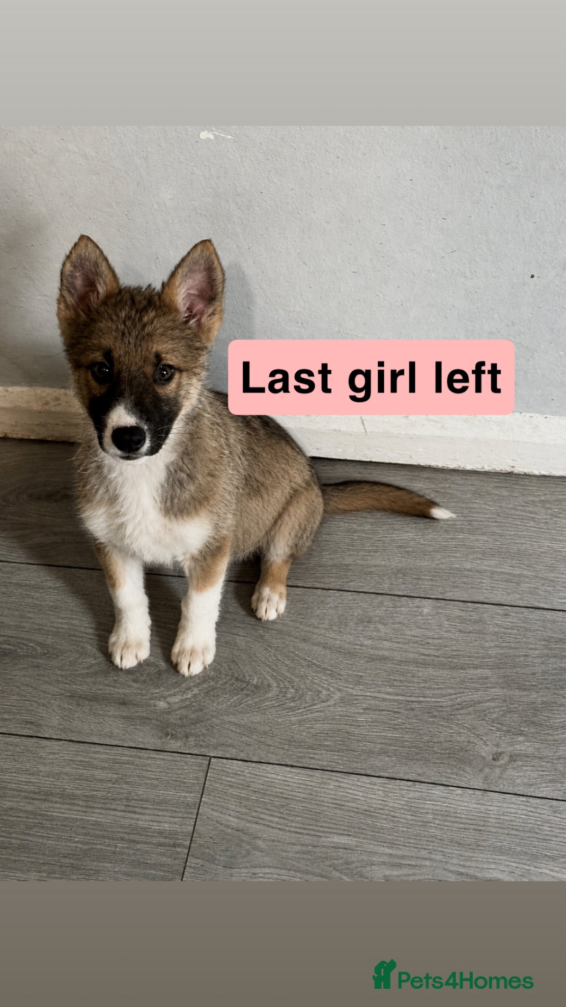 Shepsky dogs German Shepard X Siberian Husky  - Advert 1