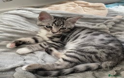 Bengal cats for sale: Adorable kittens looking for their forever homes  - Image 11