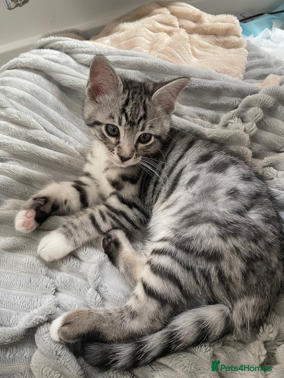 Bengal cats for sale: Adorable kittens looking for their forever homes  - Image 11