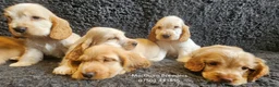 Cocker Spaniel dogs for sale: Pure Bred Show Cockers - KC Reg, Health Checked - Advert 11