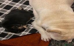 French Bulldog dogs for sale: Gorgeous French bulldog puppies 1 m & 1 f - Image 13