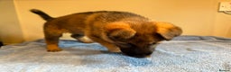 German Shepherd dogs for sale: German shepherd puppies  - Advert 9