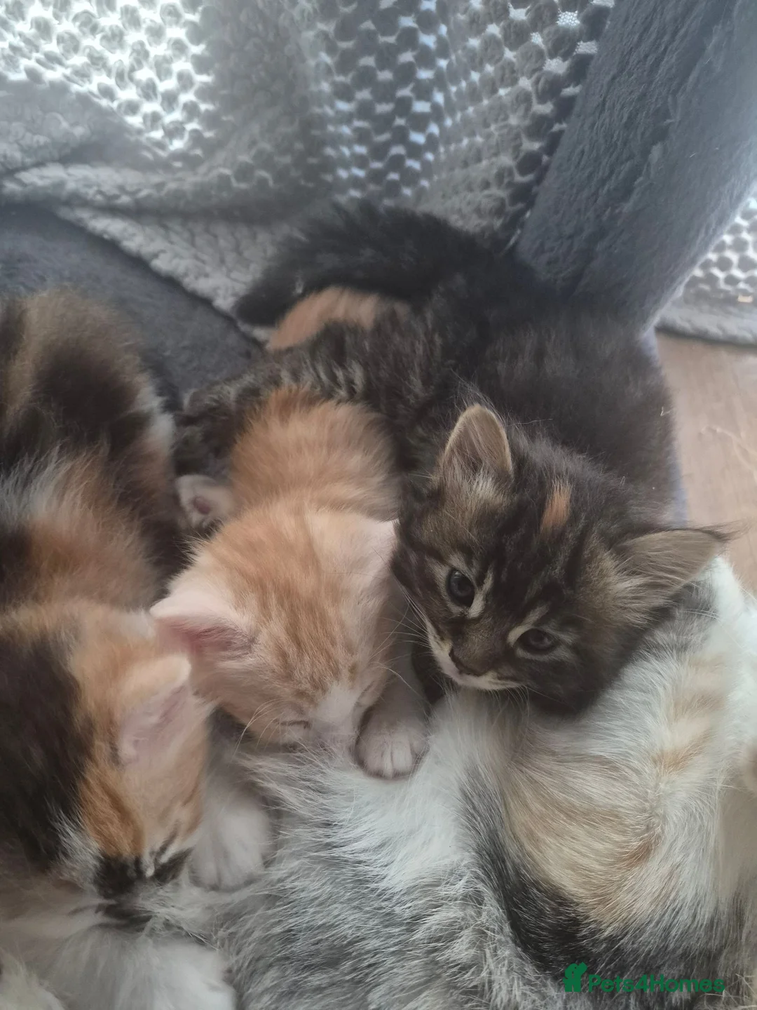 British Longhair cats for sale: Beautiful kittens - Advert 6