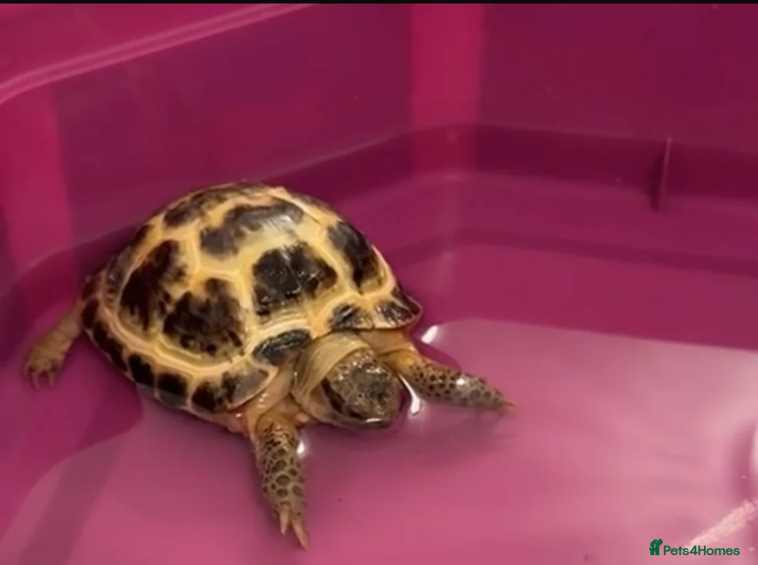 Tortoise reptiles for sale: Horsefield Tortoise - 3 Months Old  in Tipton - Advert 2