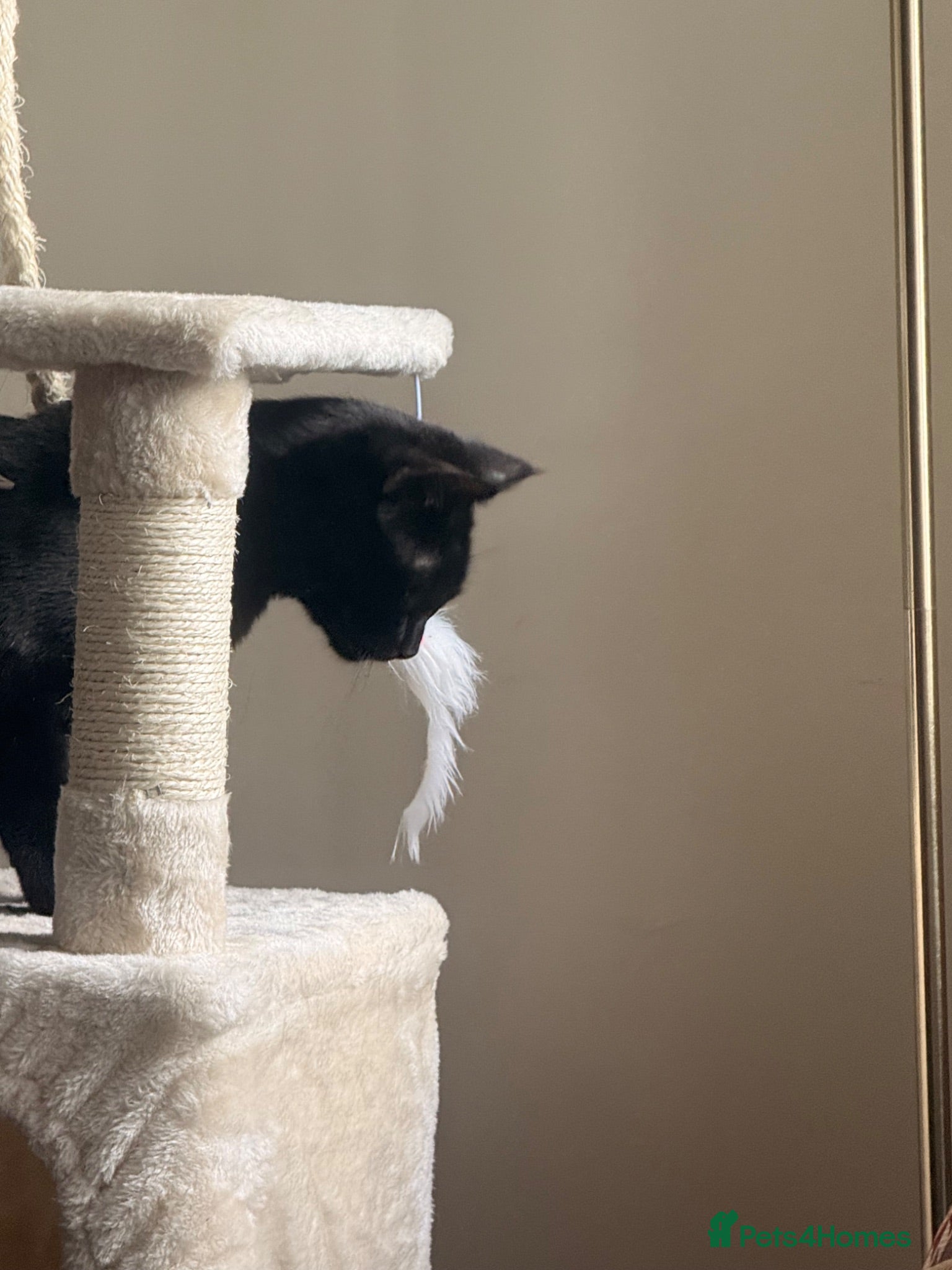 Mixed Breed cats Archie - Advert 1