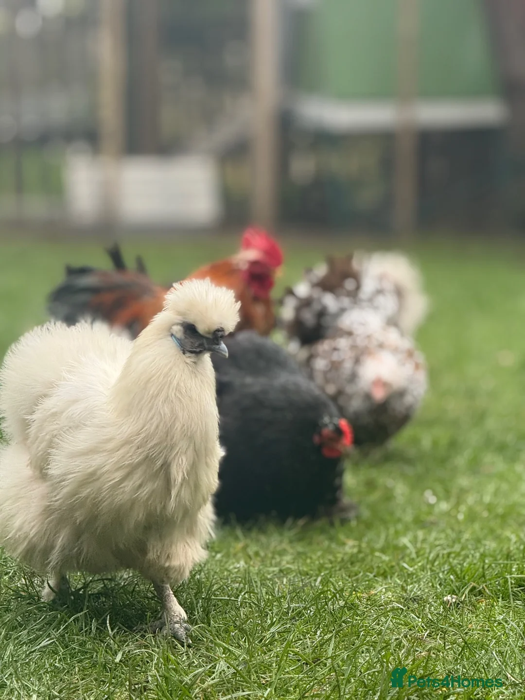 Chickens poultry for sale: White silkie & grey Pekin bantam - Advert 7