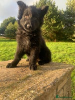 German Shepherd dogs German Shepherd Puppies - Advert 8