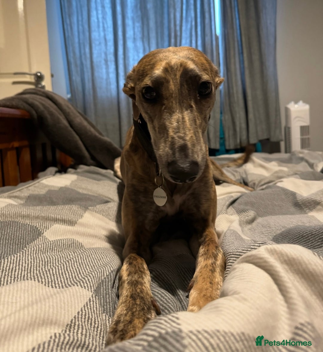 Lurcher dogs for sale: Dougie - 2yr Old Lurcher - Image 6