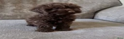 Cavapoo dogs for sale: Absolute stunning little girl  - Advert 8