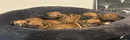 Staffordshire Bull Terrier dogs for sale:  red staffordshire bullterrier puppies 🐶  - Advert 6
