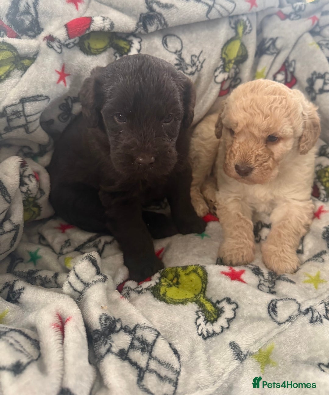 Labradoodle dogs for sale: Minature Labradoodles  - Advert 5