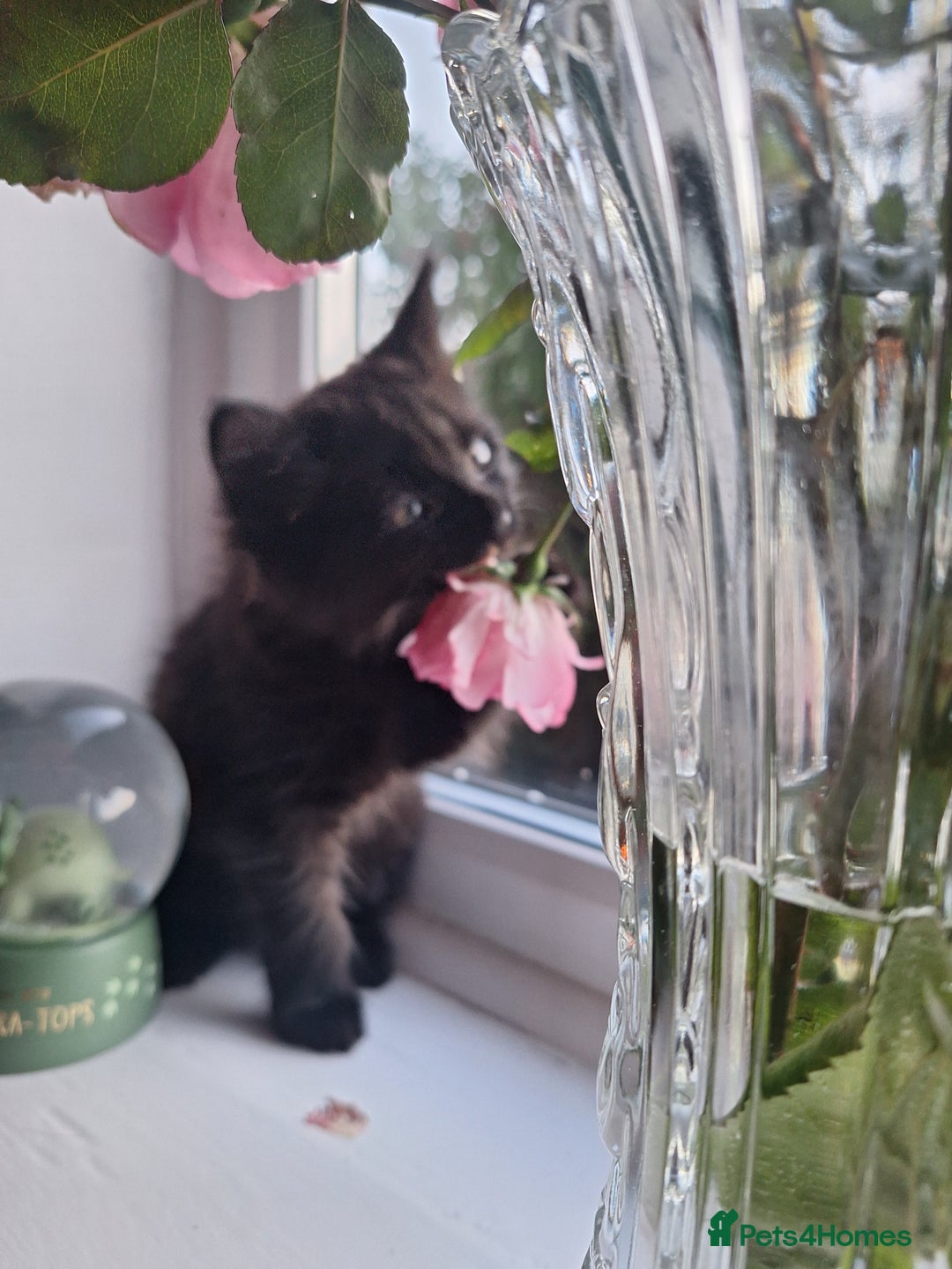 Domestic Shorthair cats for sale: 2 male kittens ready to leave today!  - Image 10