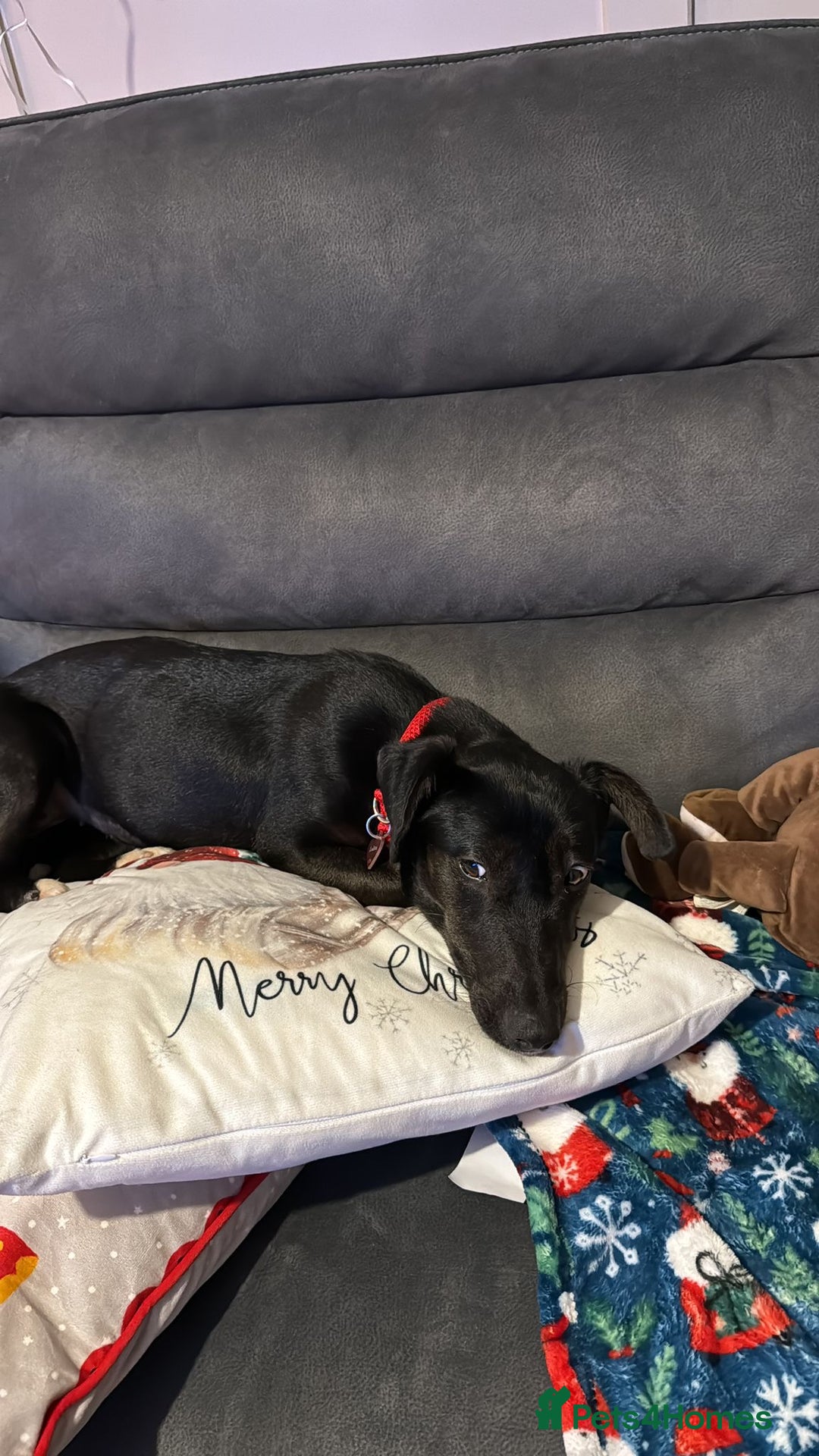 Dachshund dogs for adoption: Cute Lolita looking for LOVE  - Advert 6