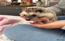Pygmy Hedgehog rodents for sale: 2x female and 1x male hedgehogs  - Image 6