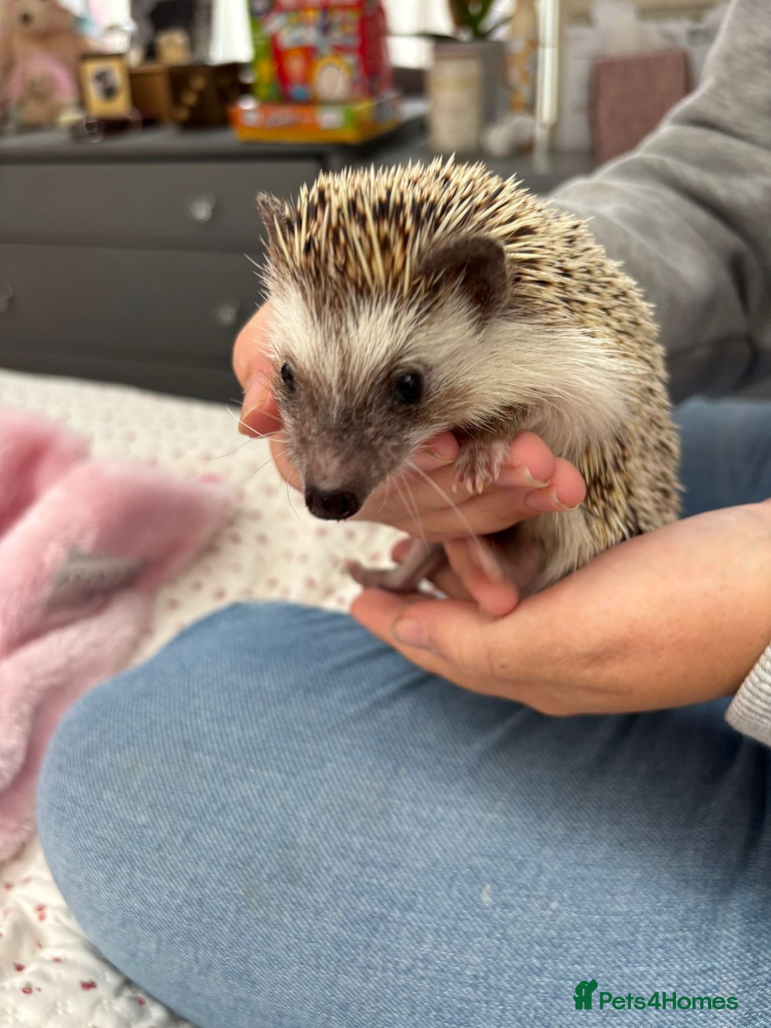 Pygmy Hedgehog rodents for sale: 2x female and 1x male hedgehogs  - Image 6