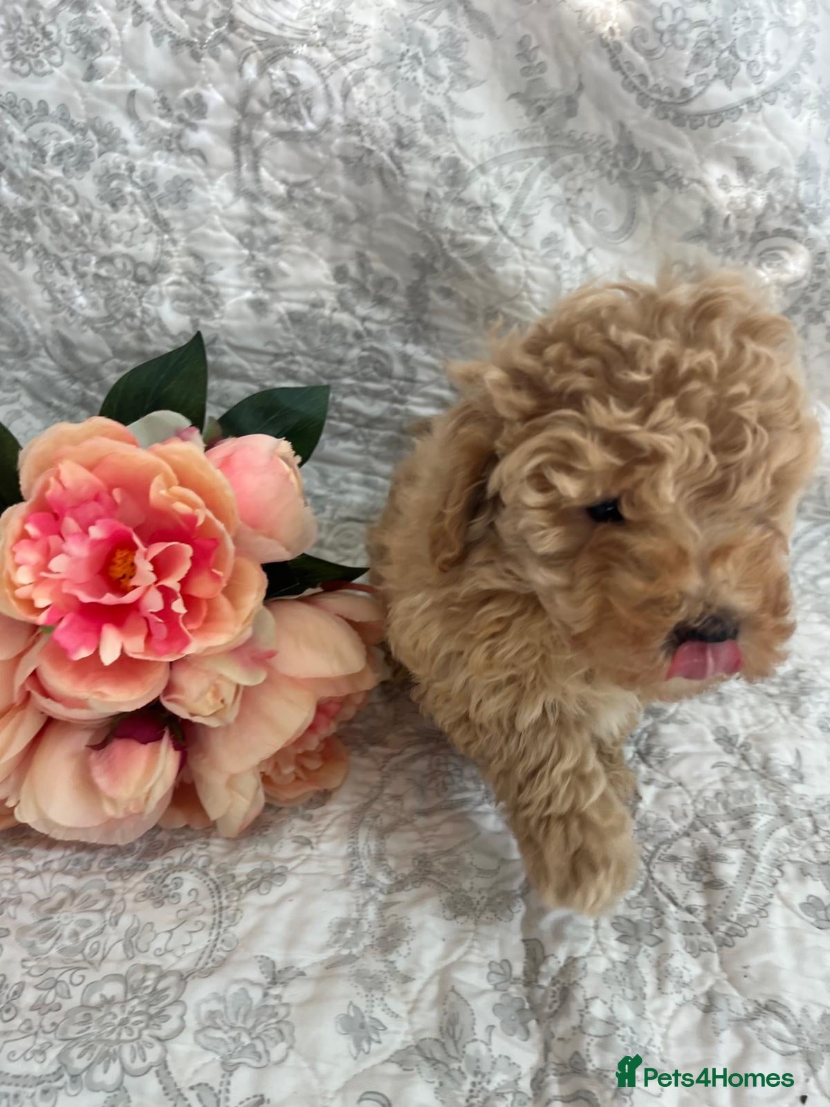 Maltipoo dogs 🤩 2 stunning female Maltipoo 🤩 - Advert 1