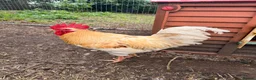 Chickens poultry for sale: Buff Orpington Cockerel Friendly, Good Home Wanted in Preston - Advert 3