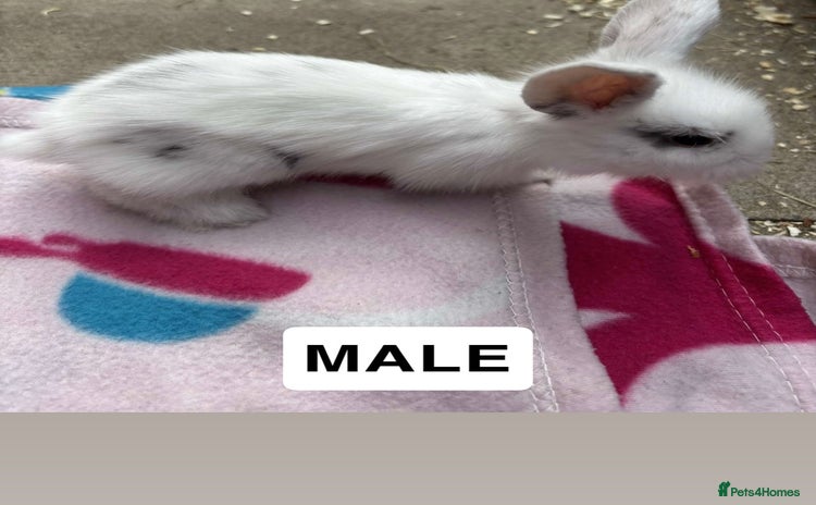 Mini Lop rabbits - Advert 1