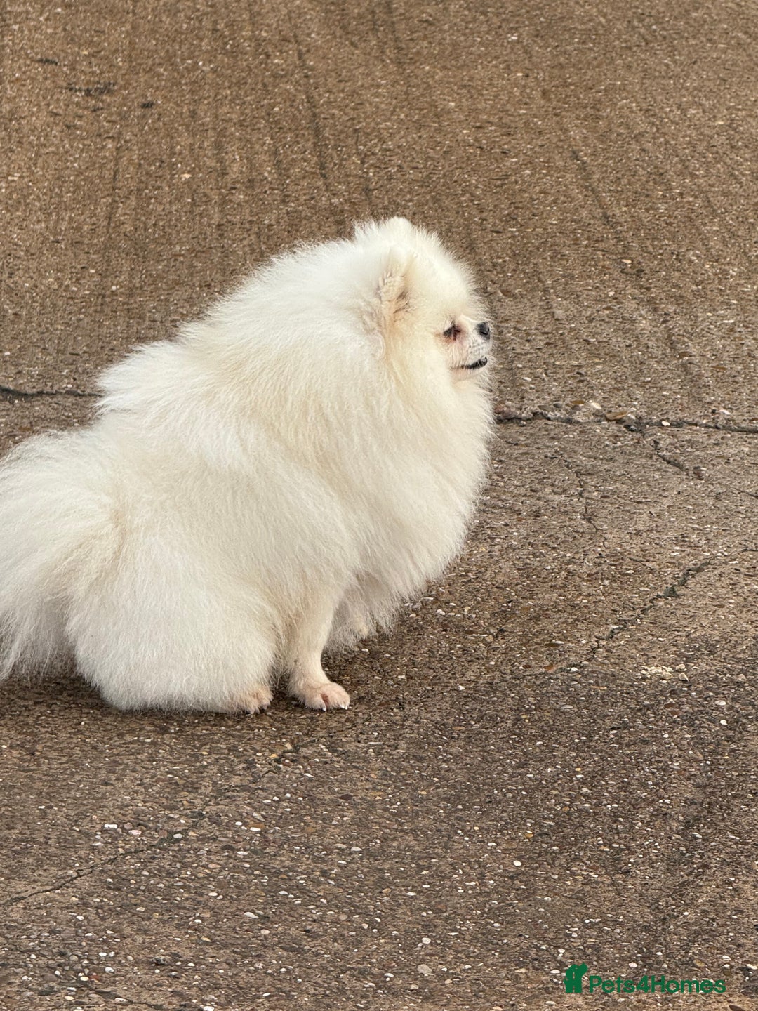 Pomeranian dogs for stud: White Boy for Stud only kc in Pontefract - Advert 6
