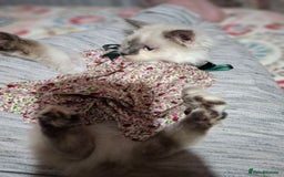 Ragcoon cats for sale: Beautiful Colourpoint Tortie Female Ragdoll Kitten - Image 5