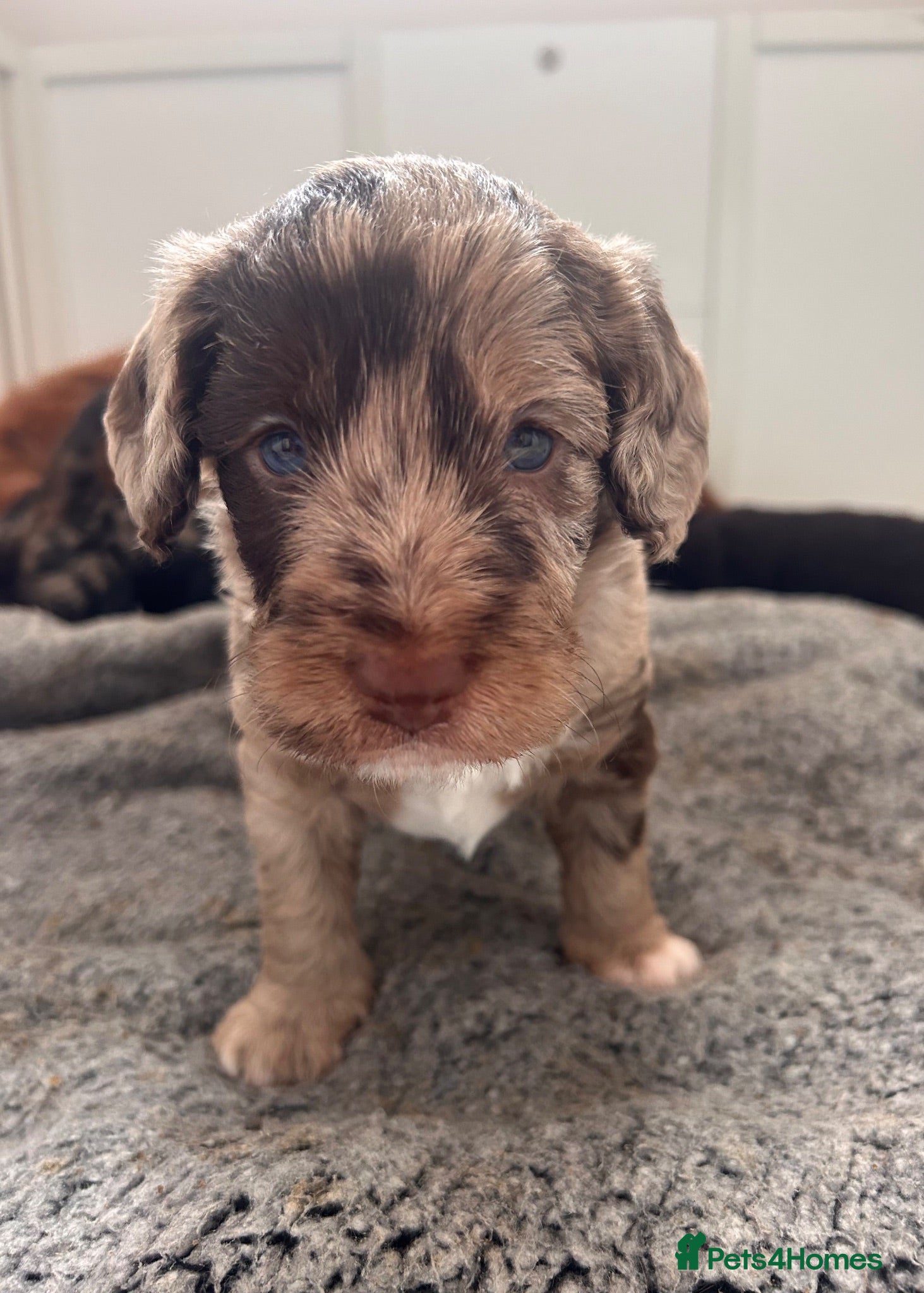 Mixed Breed dogs f1b beaglepoos - Advert 13