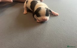 Mixed Breed dogs for sale: StaffyXAmerican bulldog puppies  - Image 30