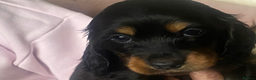 Miniature Dachshund dogs for sale: Long Haired Miniature Dachshunds for Sale in Enfield - Advert 3