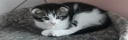 Scottish Fold cats for sale: 🥰Scottish fold kittens🐾💞🏡😍 - Advert 20