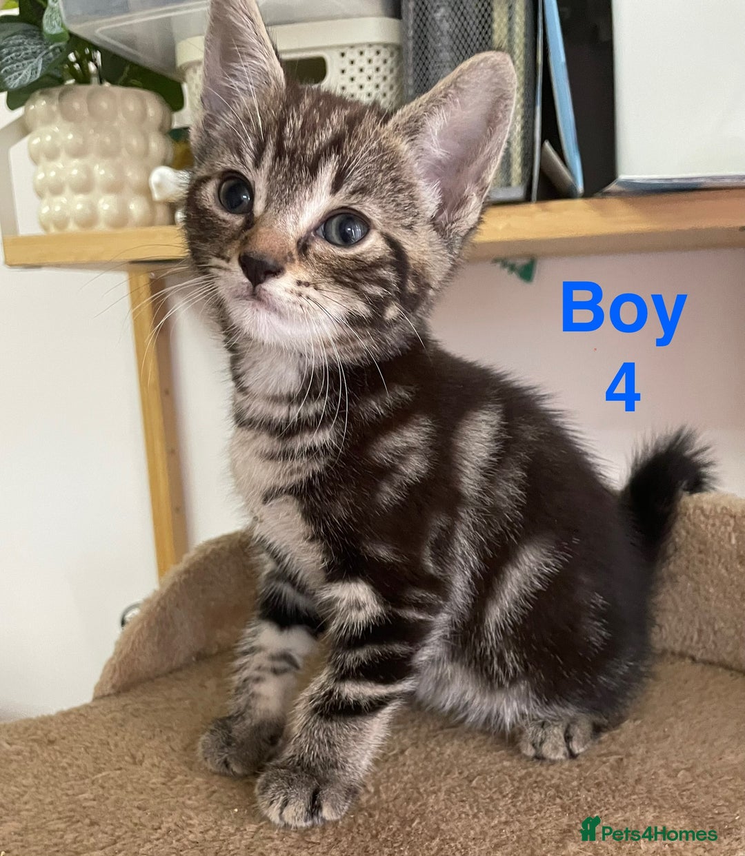 Mixed Breed cats for sale: Kittens looking for a forever family  - Advert 6